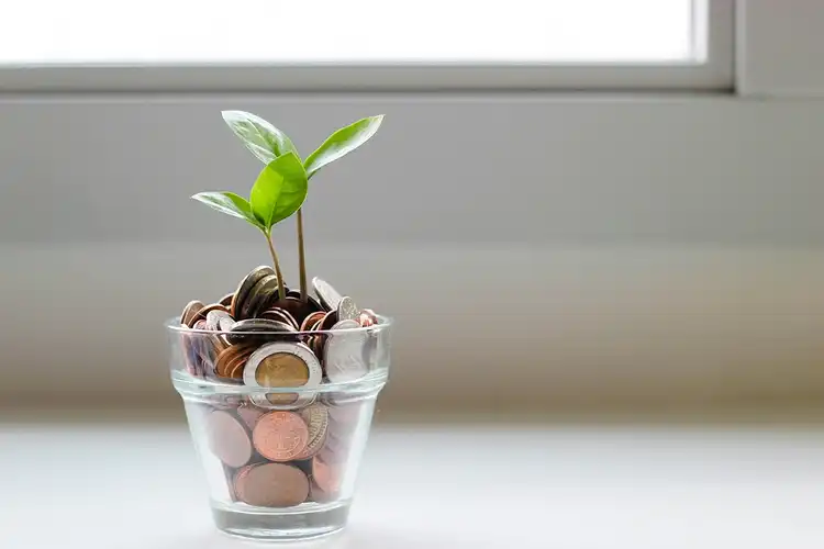 Green plant in clear glass cup